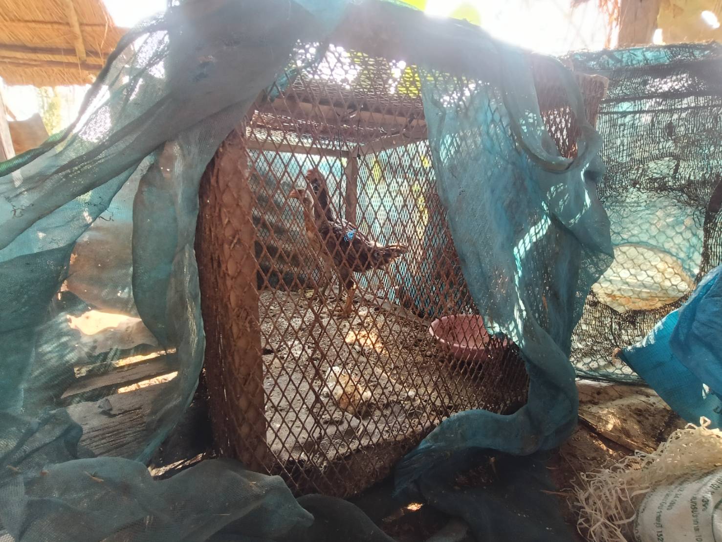  พช.บางระกำ สนับสนุนการพัฒนาครัวเรือนยากจนเป้าหมายที่มีรายได้ต่ำกว่าเกณฑ์ จปฐ.