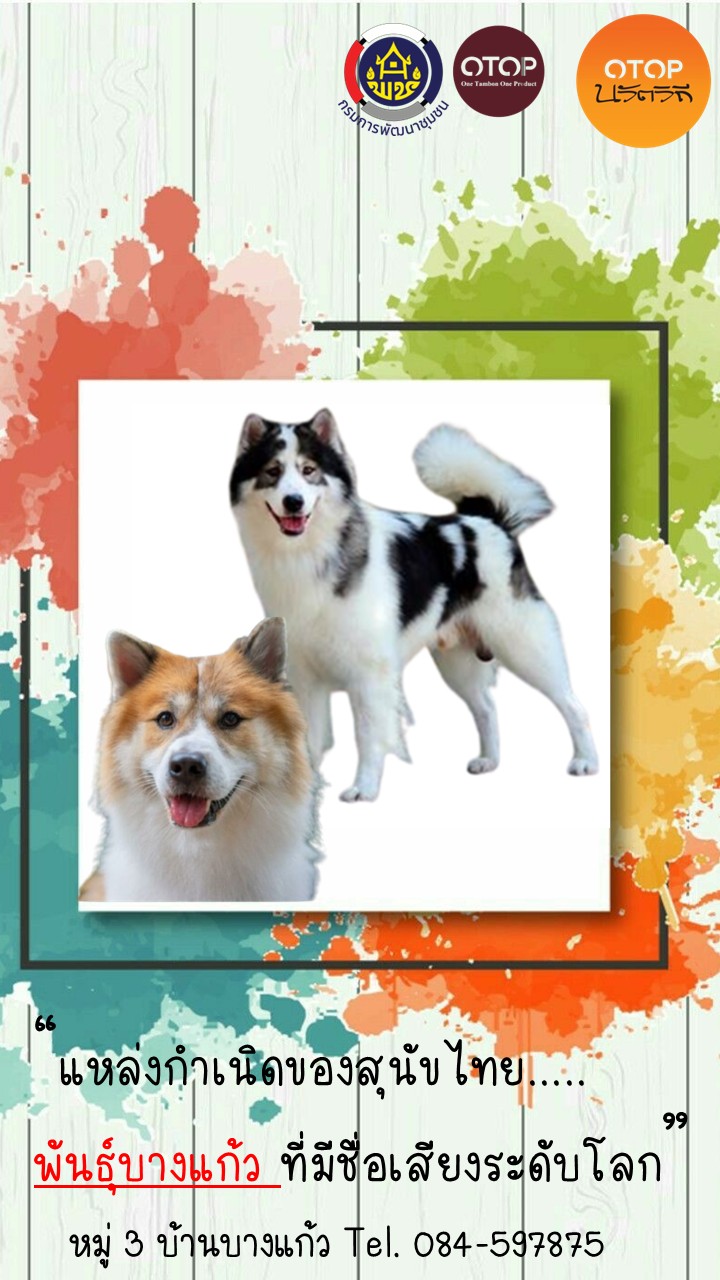 พช.บางระกำ ขอประชาสัมพันธ์ชุมชนท่องเที่ยว OTOP นวัติวิถี บ้านบางแก้ว หมู่ที่ 3 ตำบลท่านางงาม อำเภอบางระกำ จังหวัดพิษณุโลก "แหล่งกำเนิดสุนัขพันธุ์บางแก้ว"